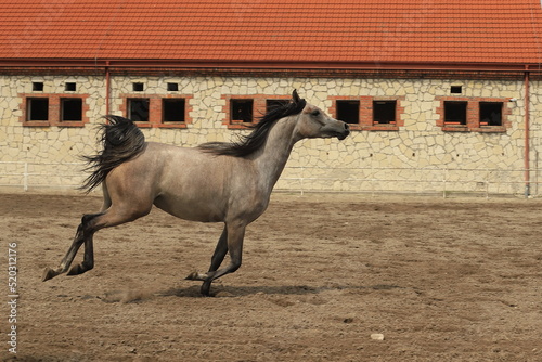 Koń, konie czystej krwi arabskiej, galop, kłus