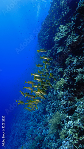 Fototapeta Naklejka Na Ścianę i Meble -  Underwater photo of a school of fish by a coral  drop off wall