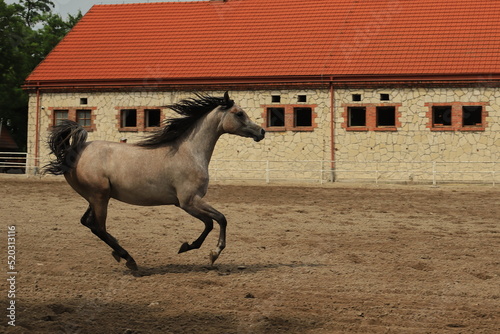 koń, konie czystej krwi arabskiej, araby