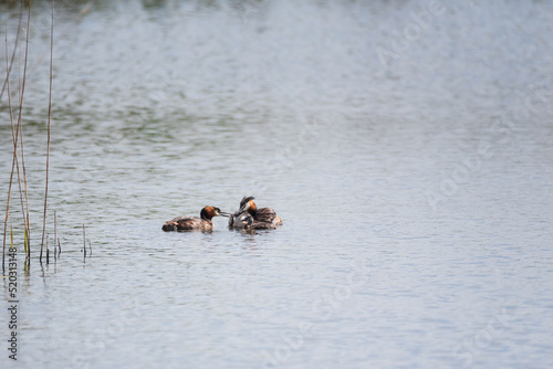 Beautiful image if Great Crested Grebe family with cute chicks on water of lake in Spring sunshine © veneratio