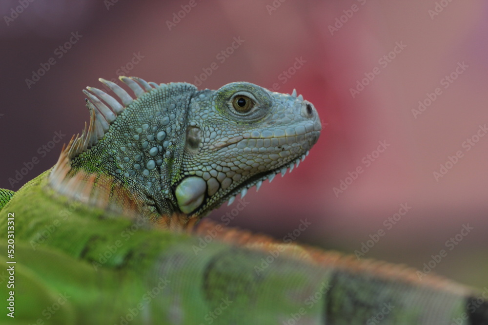 Fototapeta premium beautiful closeup iguana face on pink background