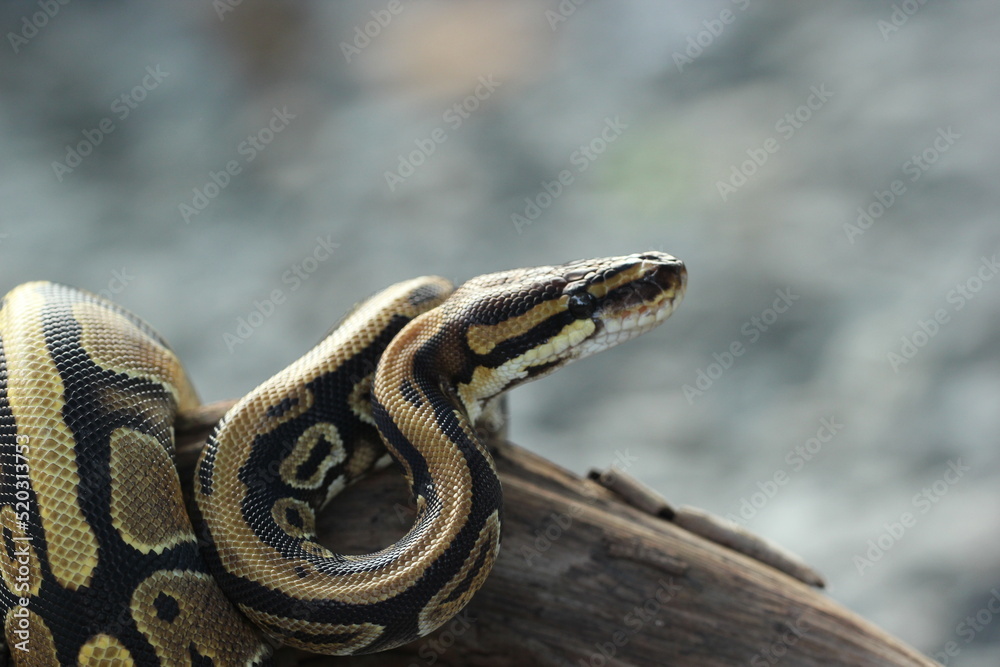 Fototapeta premium a python coiled around a dead log