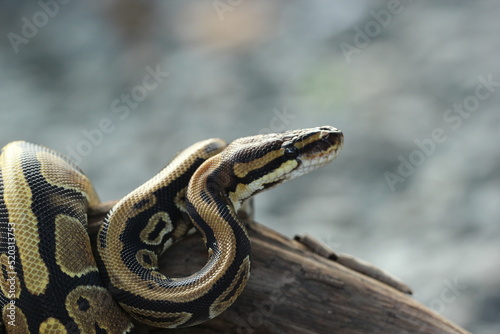 a python coiled around a dead log