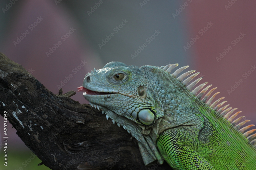 Fototapeta premium beautiful closeup iguana face on pink background