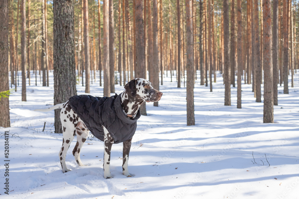 Fototapeta premium Dog breed Dalmatian in the snow, portrait close-up on the background of strewn bushes.Puppy in the coat in winter forest