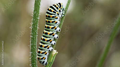 Foto chenille - machaon - papilio machaon,