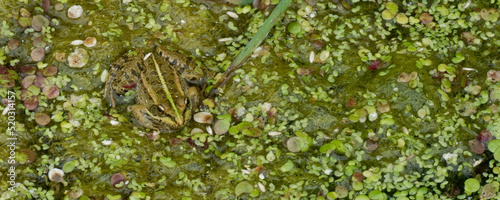  grenouille rieuse - pelophylax ridibundus, ©  - Erick M - 