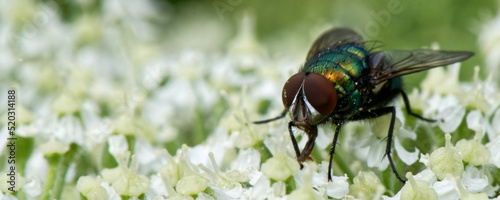 mouche verte - lucilia photo