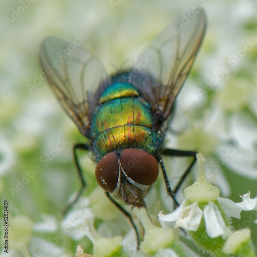 mouche verte - lucilia