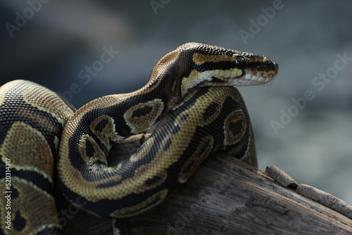 a python coiled around a dead log