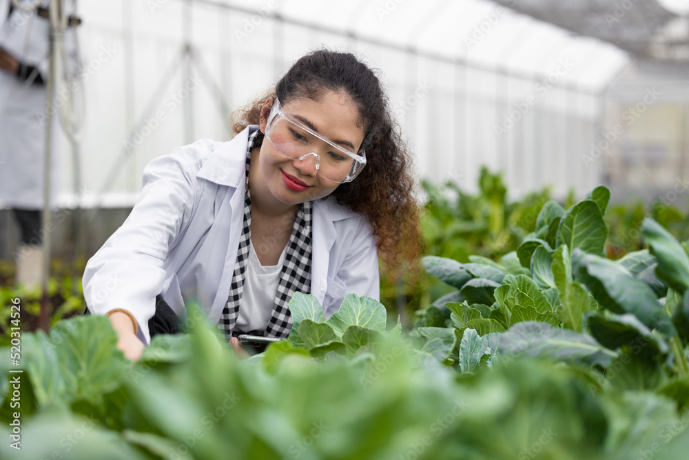 Scientist woman researcher staff worker collecting study plant information in agriculture farm. Agricultural Science concept. Scientist woman researcher staff worker collecting study plant information in agriculture farm. Agricultural Science concept.