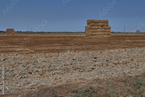 Campo con balle di paglia ammucchiate photo