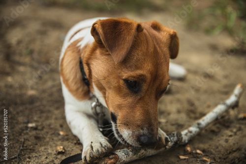 Jack Russell Terrier playing with a stick outside