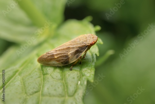 froghopper Philaenus spumarius on a leaf photo