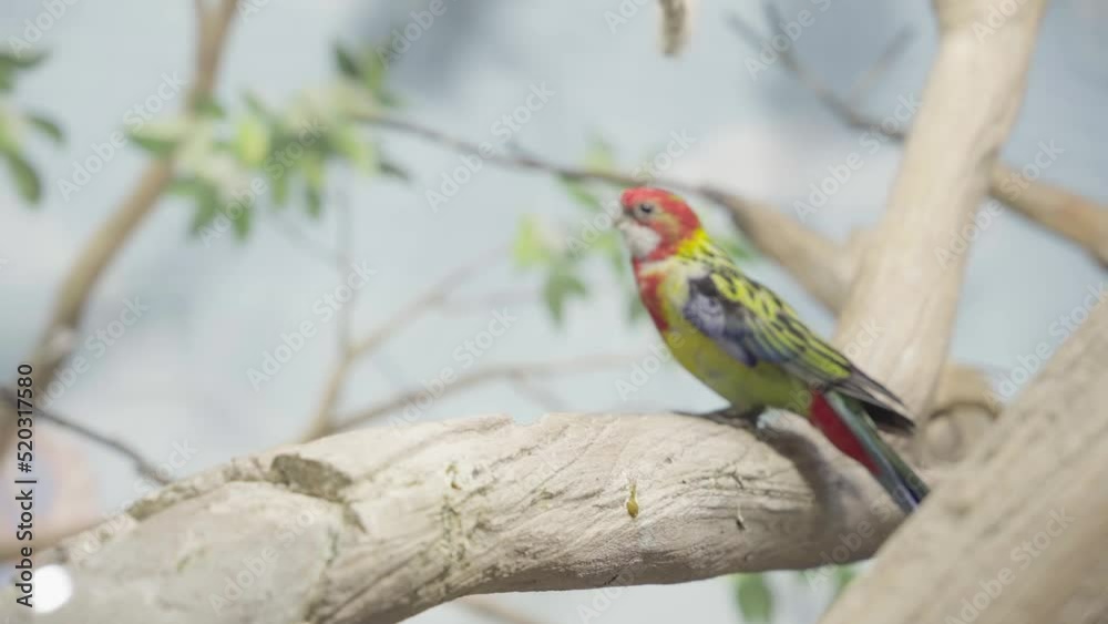 Variegated rosella. A parrot runs on a tree Variegated rosella. A parrot runs on a tree