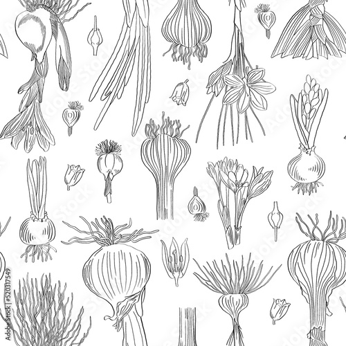 Bulbs, tubers and flowers. Seamless pattern. Outline drawing in black pencil on a white background.