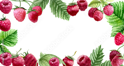 Botanical watercolor illustration of red raspberry.
