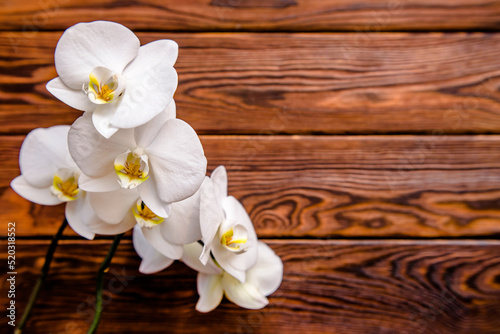 A branch of white orchids on a brown wooden background 
