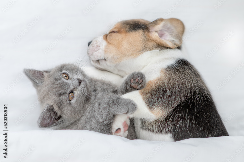 Beagle puppy hugs tiny kitten. Pets sleep together under a white blanket on a bed at home. Top down view Beagle puppy hugs tiny kitten. Pets sleep together under a white blanket on a bed at home. Top down view