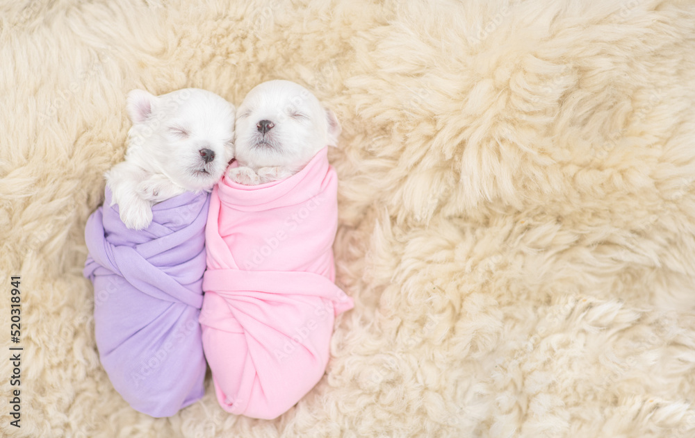 Two tiny newborn white lapdog puppies wrapped like a babies sleep on a fur bed. Top down view. Empty space for text