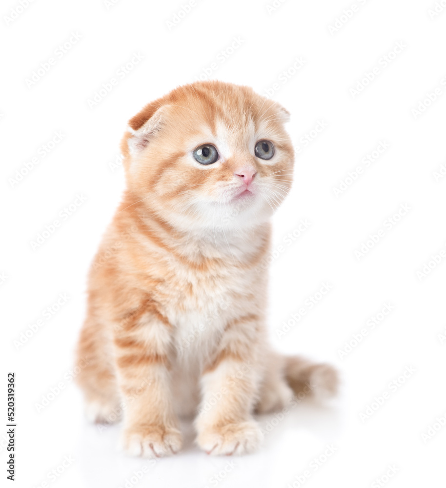 Fold ginger tabby cat looks away and up. isolated on white background Fold ginger tabby cat looks away and up. isolated on white background