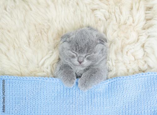 Cozy kitten sleeps under blanket on a bed at home. Top down view