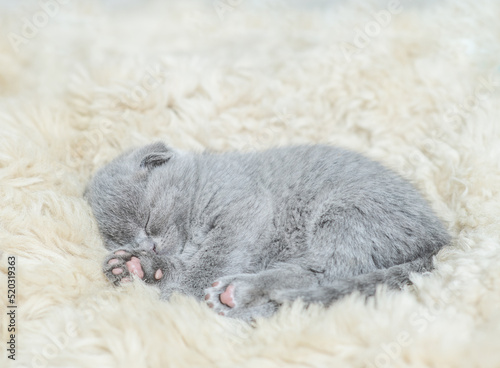 Cozy fold kitten sleeps on a furry bed at home