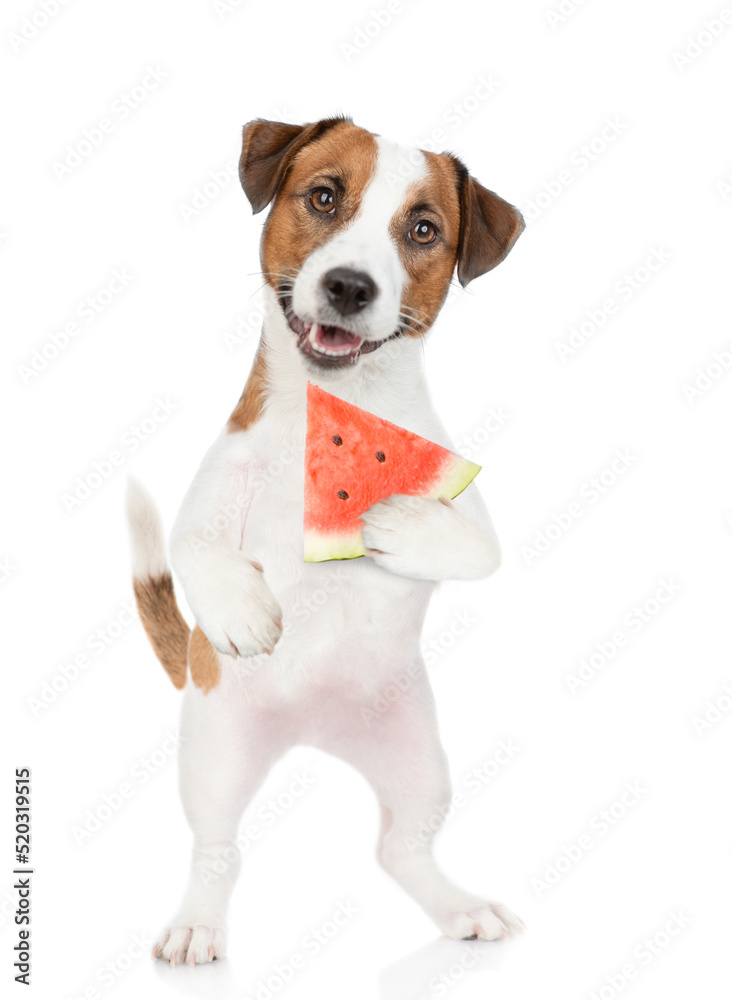 Jack russell terrier puppy holds a watermelon in it paw.  isolated on white background