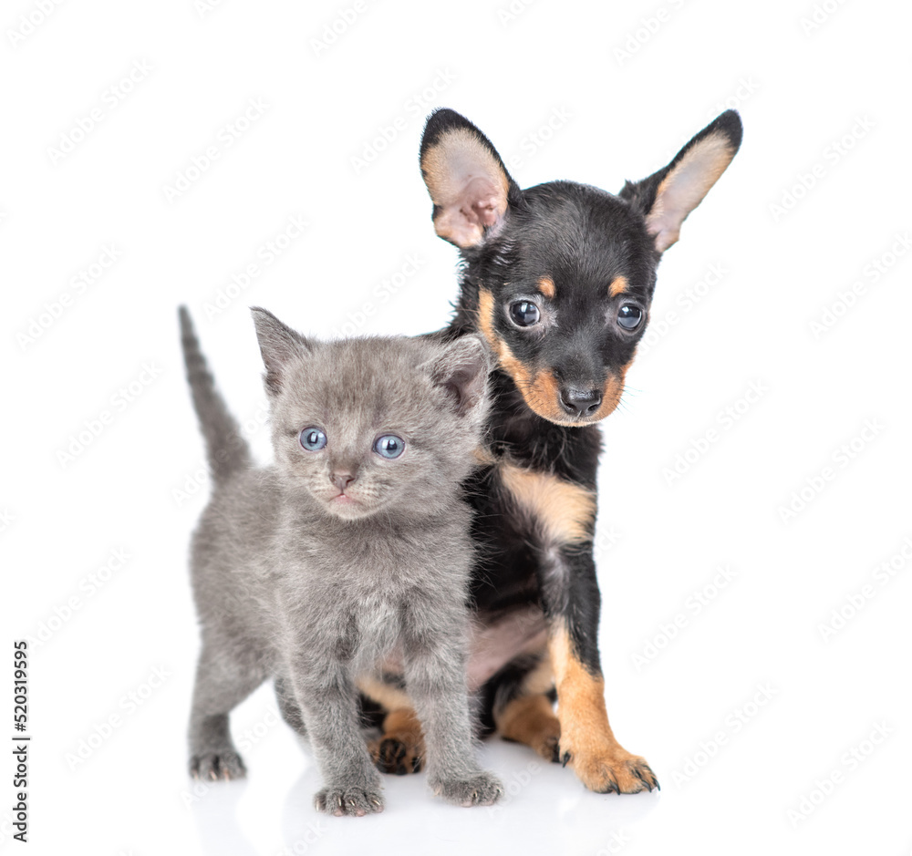 Toy terrier puppy and tiny kitten stand together. isolated on white background Toy terrier puppy and tiny kitten stand together. isolated on white background