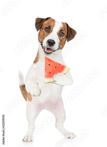 Jack russell terrier puppy holds a watermelon in it paw. isolated on white background