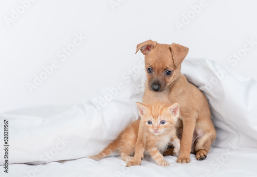 Friendly Toy terrier puppy hugs tabby ginger kitten under white warm blanket on a bed at home. Empty space for text