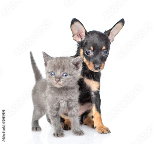 Toy terrier puppy and tiny kitten stand together.  isolated on white background © Ermolaev Alexandr