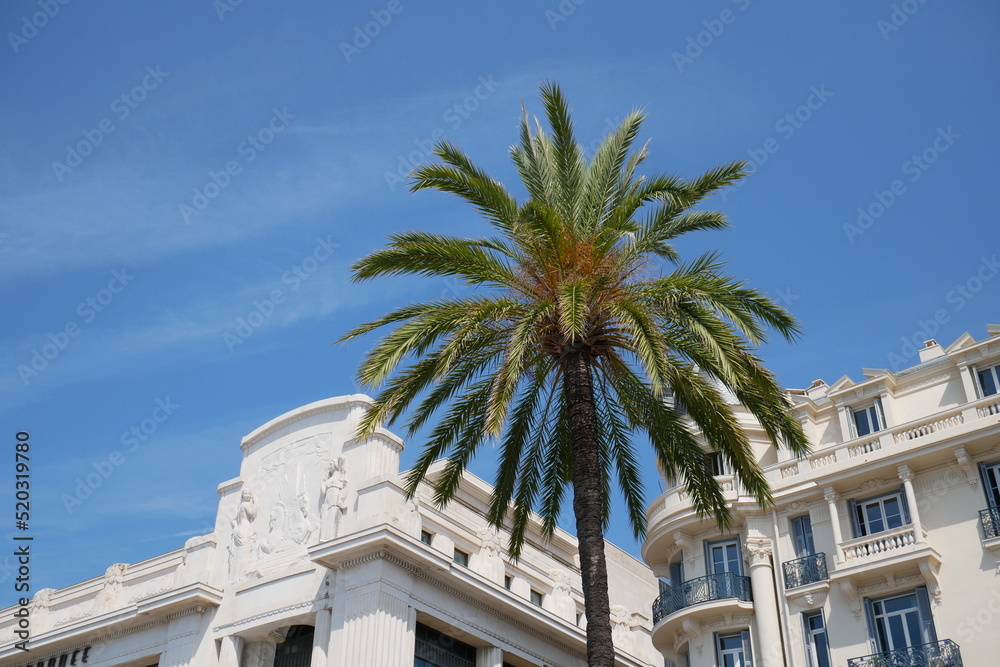 Un palmier devant de beaux bâtiments. Palmier Phoenix canariensis. Nice, Côte d'azur, France	
