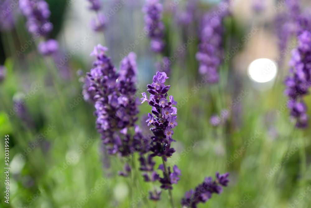 Obraz premium Lavender flower background with beautiful purple colors and bokeh lights. Blooming lavender in a field at sunset in Provence, France. Close up. Selective focus.