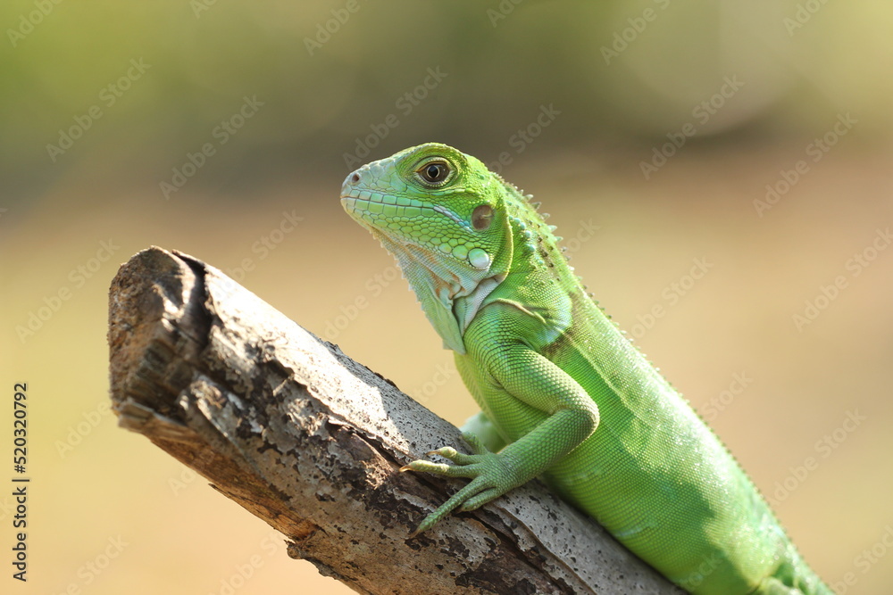 Fototapeta premium iguana on a wood in the morning