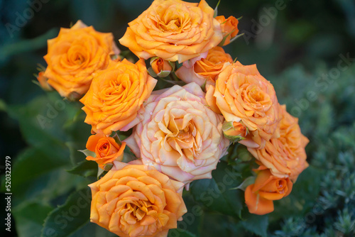 Delicate roses in full bloom in the garden. Close-up photo. Dark green background. Orange floribunda rose in the garden. Garden concept. Rose flower blooming against blurred rose flower background.