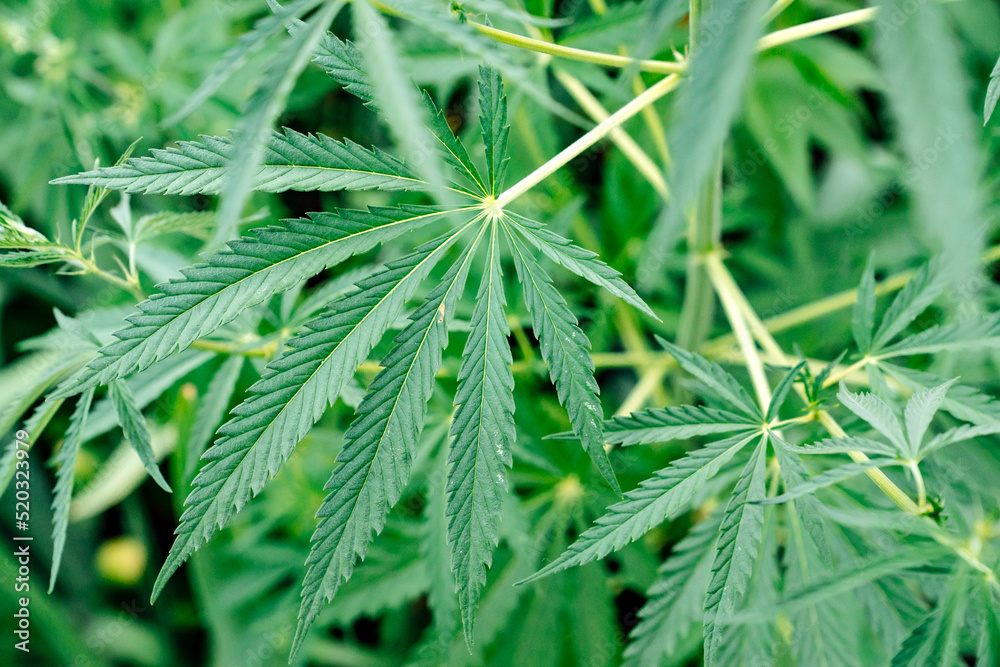 adult hemp plant. illegal cultivation of cannabis. narcotic plant. crime. drug trafficking law. adult hemp plant. illegal cultivation of cannabis. narcotic plant. crime. drug trafficking law.