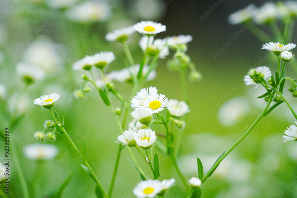Himejyoon (Annual fleabane) Himejyoon (Annual fleabane)