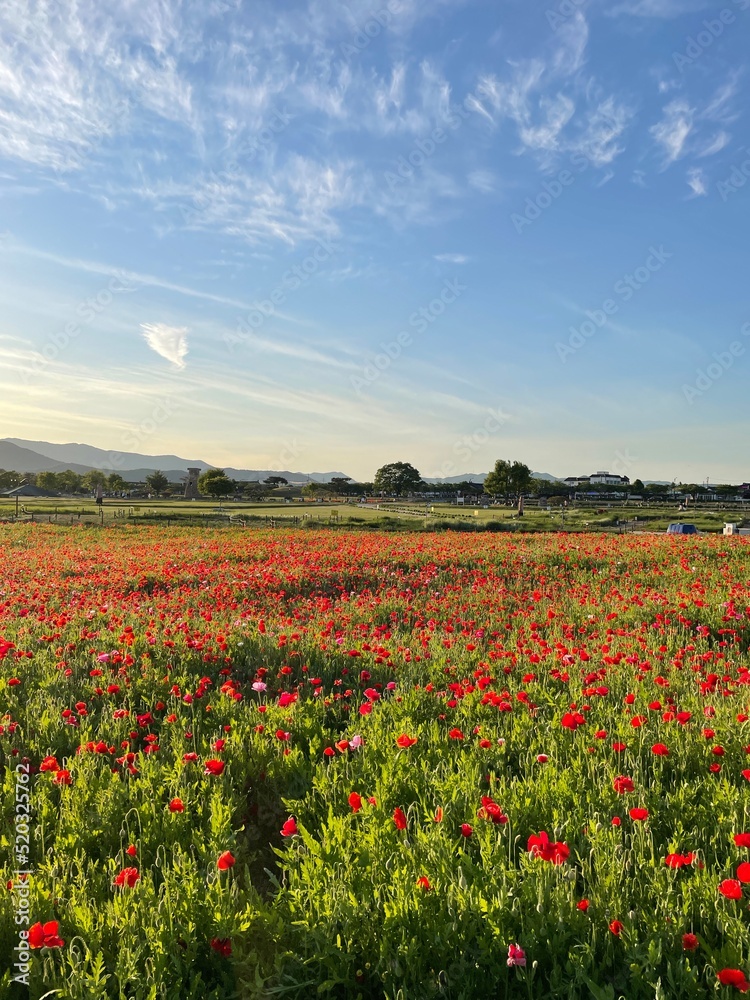 Fototapeta premium korea Gyeongju spring summer landscape scenery background