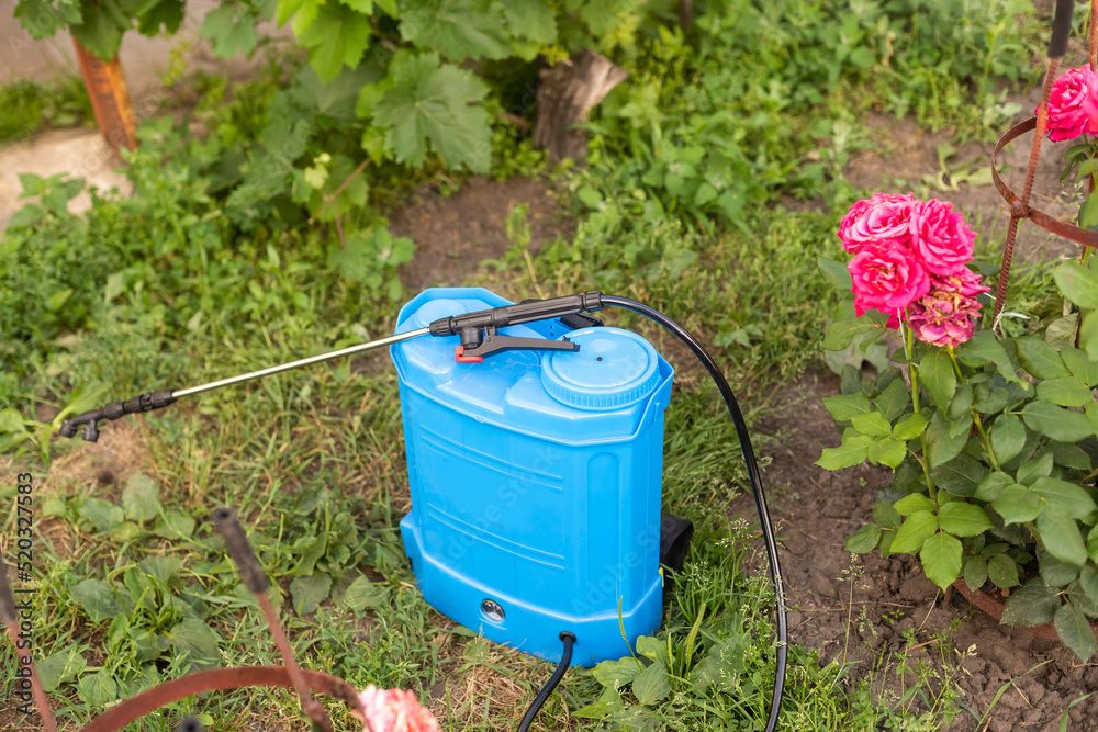 Protecting plant from vermin with pressure sprayer Protecting plant from vermin with pressure sprayer