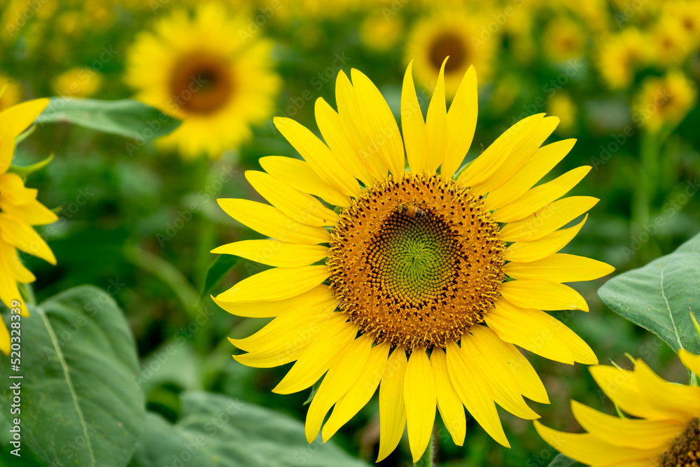 Sunflower Sunflower