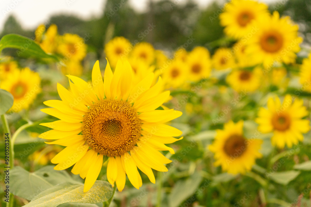 Sunflower