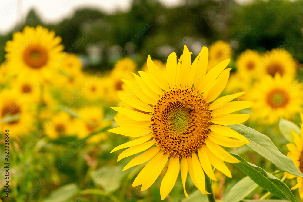 Sunflower Sunflower
