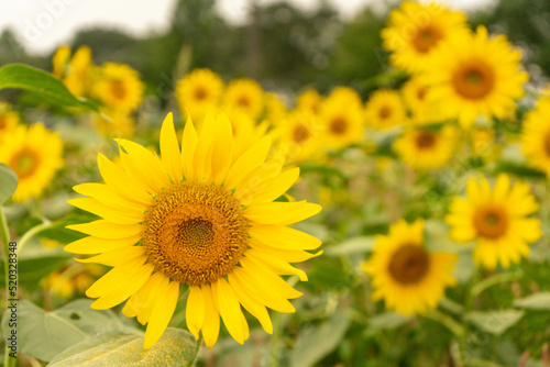 Sunflower