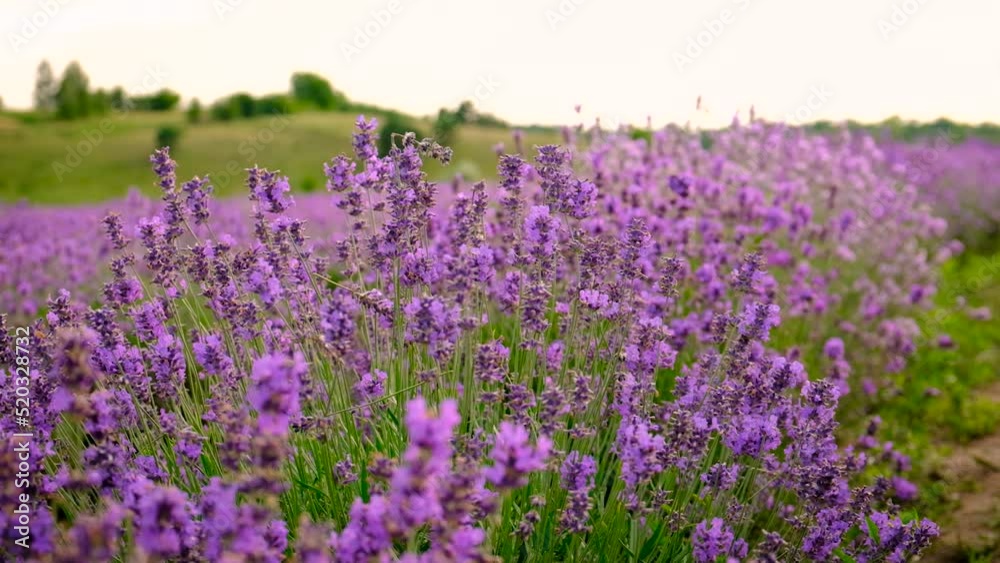 Lavender blossoms in a beautiful background field. Selective focus. Lavender blossoms in a beautiful background field. Selective focus.