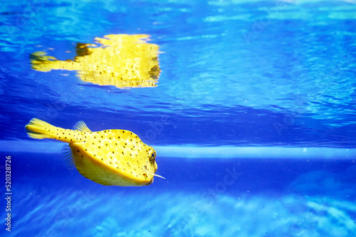 The common horned coachman Lactoria cornuta is a tropical ray-finned fish of the coachman family in blue water
