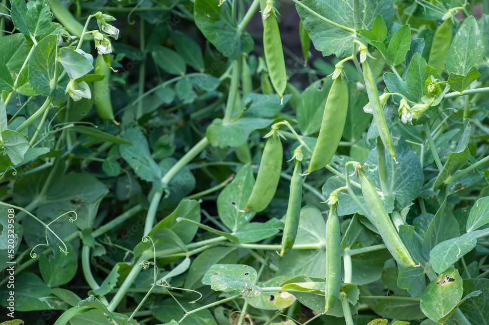 Image of a young pea plant with pods Image of a young pea plant with pods