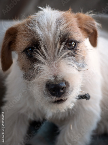 Four months old Jack Russell Terrier looking curious to the camera.