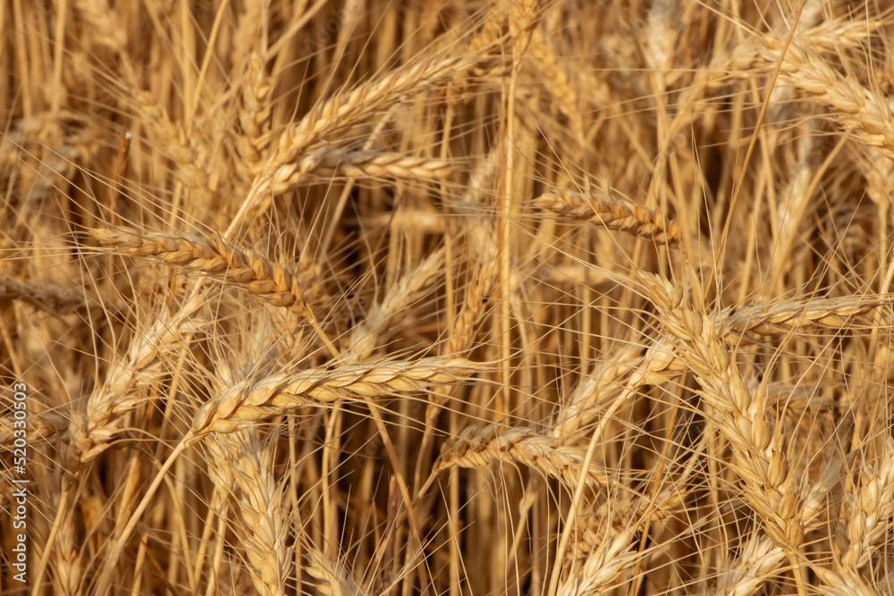 Wheat Rye Field, Ears of wheat close up. Harvest and harvesting concept. Wheat Rye Field, Ears of wheat close up. Harvest and harvesting concept.