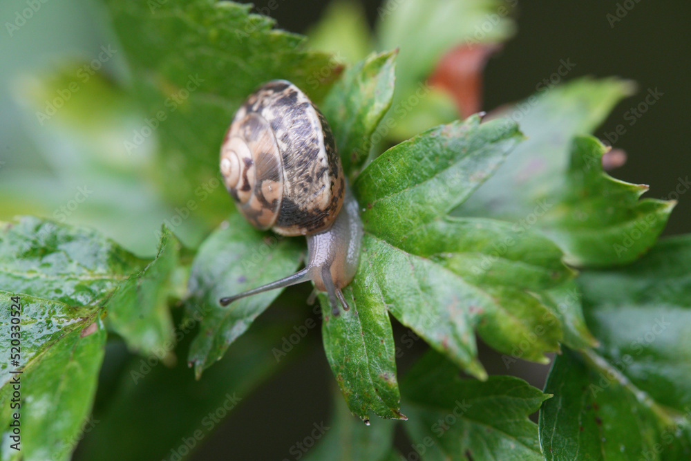 Girdled snail (Hygromia cinctella) Girdled snail (Hygromia cinctella)